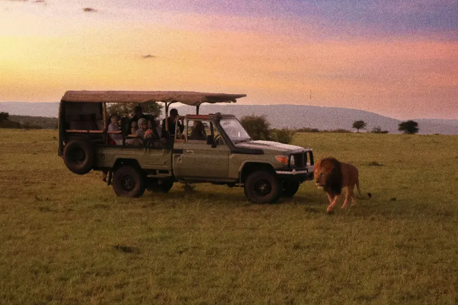 Safari